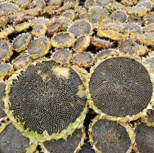 sunflower seed（3）.png