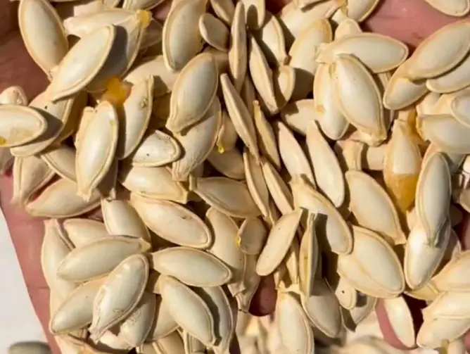 How Many Crops Of Pumpkin Seeds Can Be Grown In A Year?
