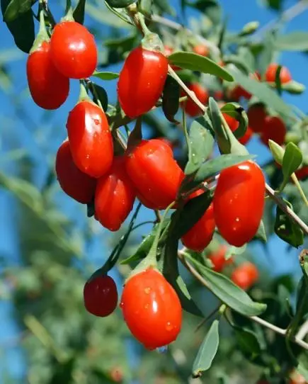 Goji berries-1.png