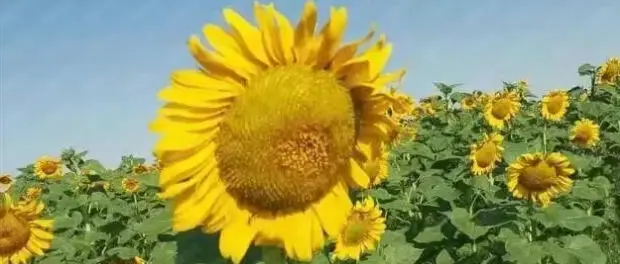 sunflower seed（1）.png