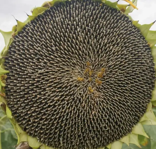 2025 New Season Desert Sunflower Seeds