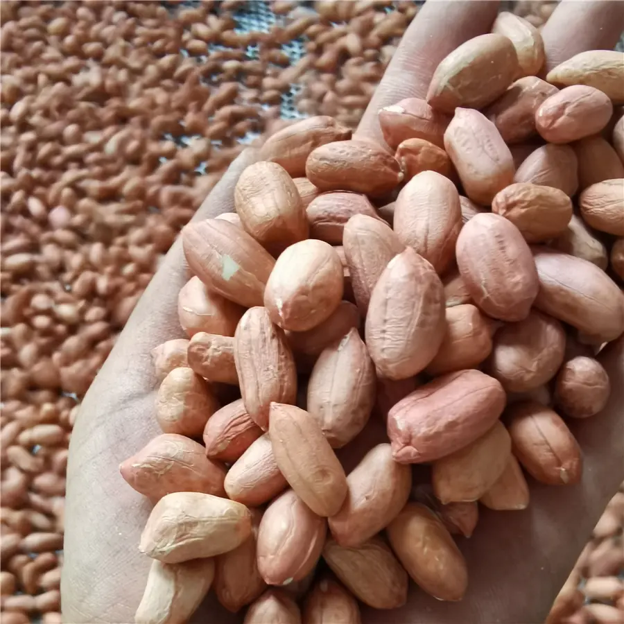 Peanut Kernels (3).jpg