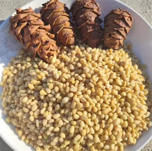 A Precious and Nutritional Treasure of Pine Nuts