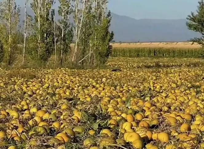 pumpkin seeds（1）.png