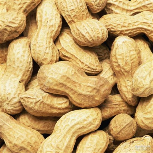Discover the Versatility and Benefits of Premium Peanuts for Global Trade
