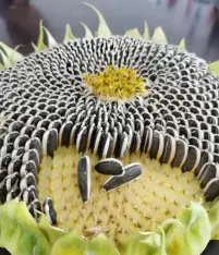 How many calories are in sunflower seeds?