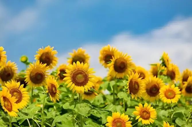 Daily Food | Known as the "Spleen and Lung Fruit": Sunflower Seeds