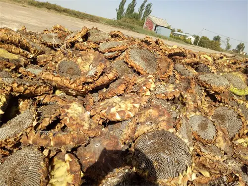 The best snack to accompany you every day: “sunflower seeds”