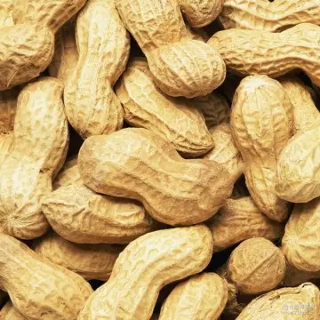 China Origin Raw Peanut in Shell