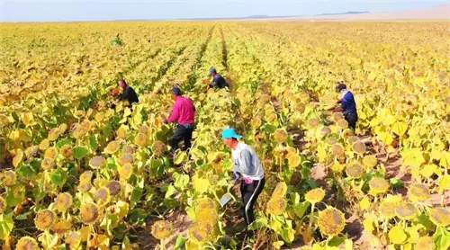 Sunflower planting area and yield forecast for 2025