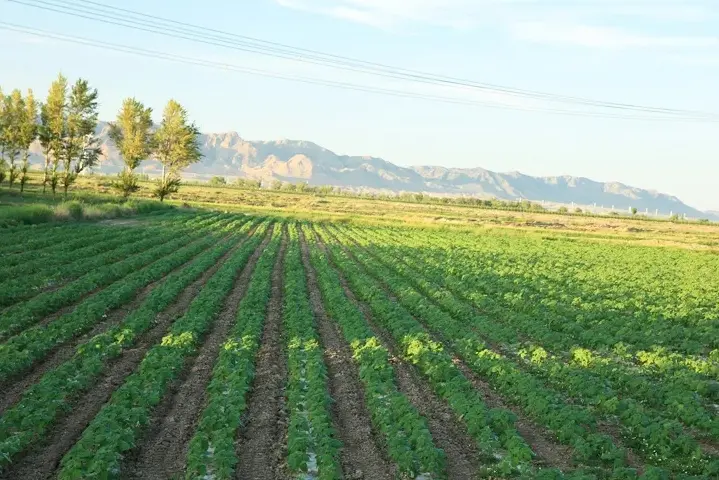 Pumpkin Seeds Shine Skin in Shell (2)