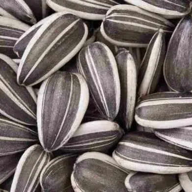 Export Sunflower Seeds To Bahrain