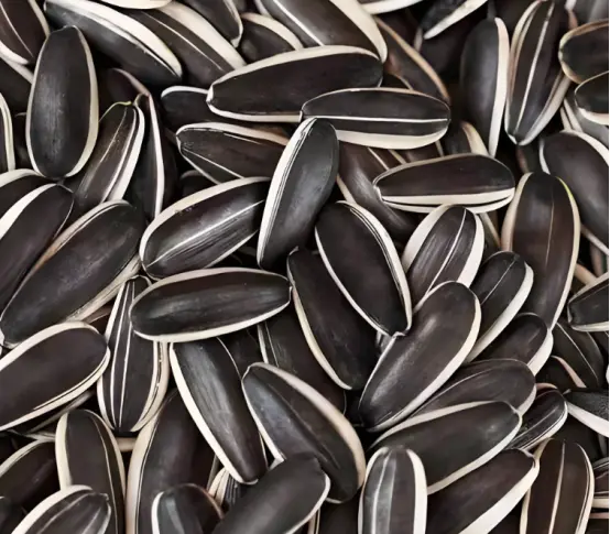 sunflower seed (3).png