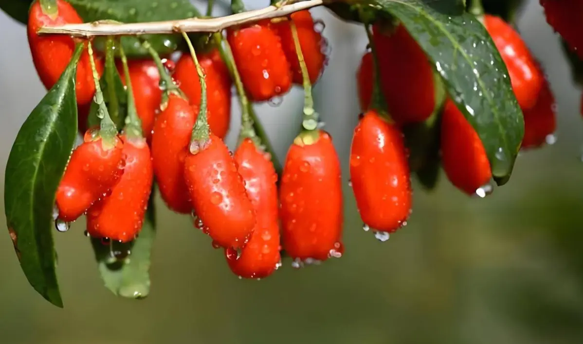 Lycium Barbarum Is a Nutritious and Health-Care Vegetable and Precious