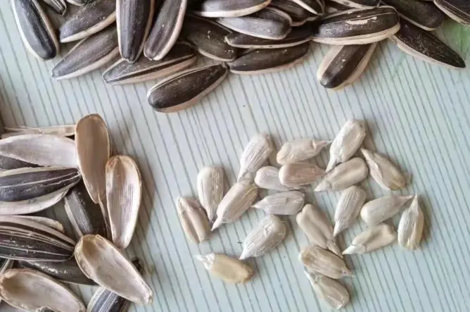 Sunflower seeds.png