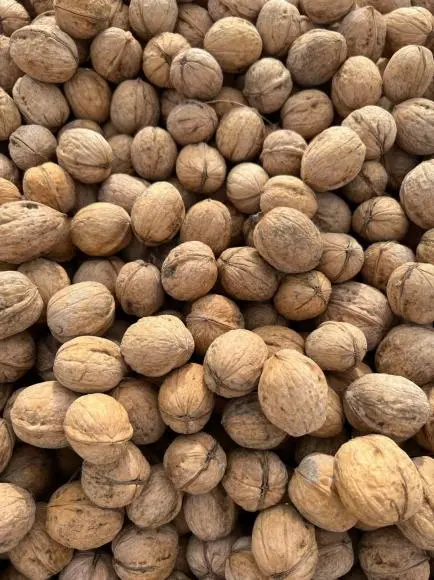 walnut2.png