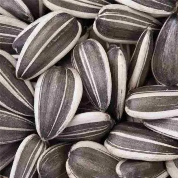 Wholesale Striped Sunflower Seeds In Shell