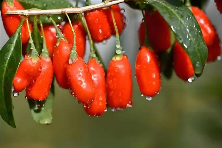 Dried Goji Berries (8)